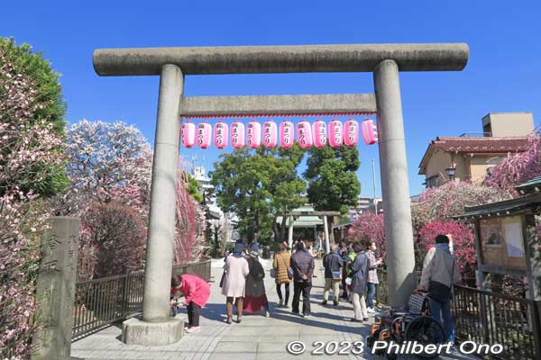 When you enter the shrine grounds, you see impressive plum trees on both sides.
Keywords: tokyo sumida-ku omurai katori jinja shrine plum blossoms ume flowers