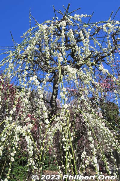 White weeping plum blossoms.
Keywords: tokyo sumida-ku omurai katori jinja shrine plum blossoms ume flowers