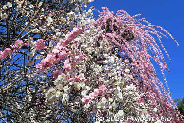 Tree with both white and pink weeping plum blossoms.
Keywords: tokyo sumida-ku omurai katori jinja shrine plum blossoms ume flowers