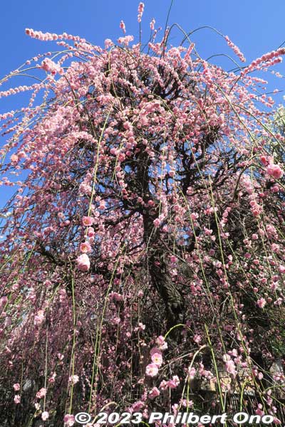 Pink weeping plum blossoms. Very tall tree.
Keywords: tokyo sumida-ku omurai katori jinja shrine plum blossoms ume flowers