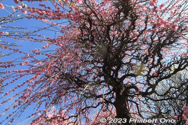 Under a tall, weeping plum blossom tree.
Keywords: tokyo sumida-ku omurai katori jinja shrine plum blossoms ume flowers