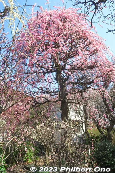 Large weeping plum tree in Kobaien garden.
Keywords: tokyo sumida-ku omurai katori jinja shrine plum blossoms ume flowers