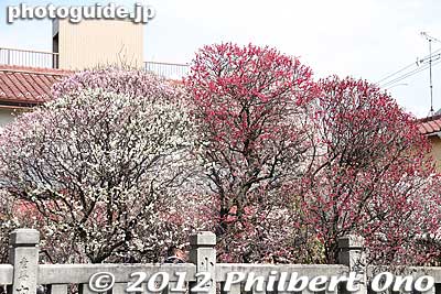 There are 120 plum trees in 85 colorful varieties. 
Keywords: tokyo sumida-ku ward omurai katori jinja shrine plum blossoms ume flowers