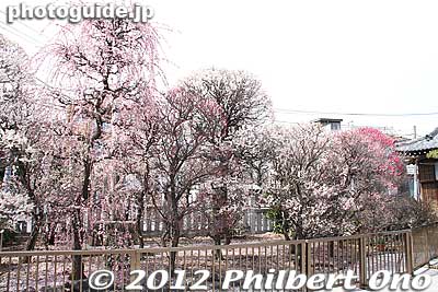 Plum trees on left side of shrine.
Keywords: tokyo sumida-ku ward omurai katori jinja shrine plum blossoms ume flowers