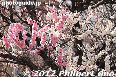 White and pink plum blossoms on the same tree.
Keywords: tokyo sumida-ku ward omurai katori jinja shrine plum blossoms ume flowers