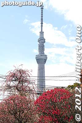 Tokyo Sky Tree and plum blossoms at Omurai Katori Shrine in Sumida Ward.
Keywords: tokyo sumida-ku ward omurai katori jinja shrine plum blossoms ume flowers skytree