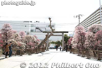 View from the main worship hall.
Keywords: tokyo sumida-ku ward omurai katori jinja shrine plum blossoms ume flowers torii