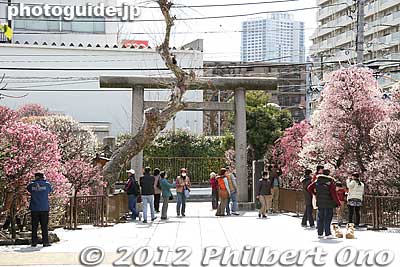 Keywords: tokyo sumida-ku ward omurai katori jinja shrine plum blossoms ume flowers torii