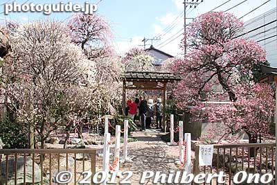 Entrance to the plum garden on the right side of the shrine. Marvelous.
Keywords: tokyo sumida-ku ward omurai katori jinja shrine plum blossoms ume flowers
