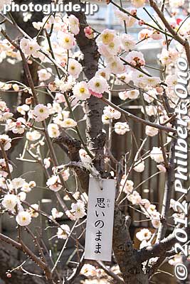 Trees are tagged with the name.
Keywords: tokyo sumida-ku ward omurai katori jinja shrine plum blossoms ume flowers