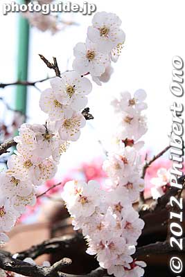 I went crazy smelling the sweet fragrances of these different plum blossoms.
Keywords: tokyo sumida-ku ward omurai katori jinja shrine plum blossoms ume flowers