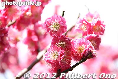 The red ones have a thicker fragrance.
Keywords: tokyo sumida-ku ward omurai katori jinja shrine plum blossoms ume flowers