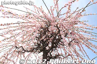 Showering under plum blossoms.
Keywords: tokyo sumida-ku ward omurai katori jinja shrine plum blossoms ume flowers