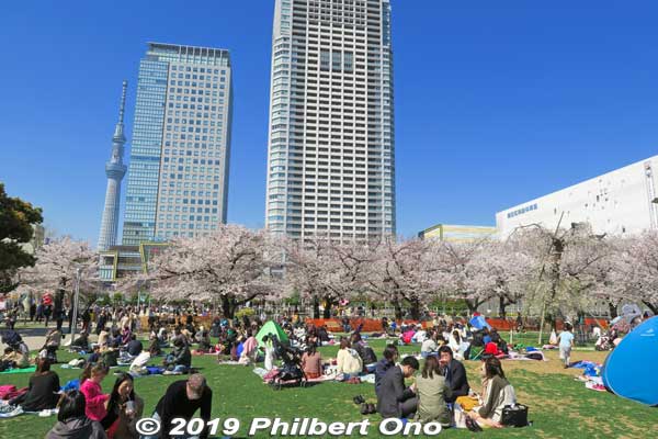 Lots of people flower viewing in early April 2019.
Keywords: tokyo sumida kinshi park sakura cherry blossoms flowers