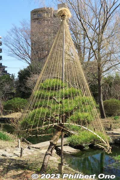 Pine tree at Mukojima with yukitsuri ropes for protection against snow.
Keywords: tokyo sumida-ku Mukojima Hyakkaen Garden pine tree