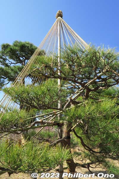 Keywords: tokyo sumida-ku Mukojima Hyakkaen Garden pine tree