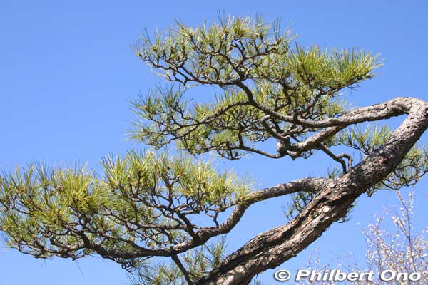 Keywords: tokyo sumida-ku Mukojima Hyakkaen Garden pine
