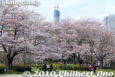 Tokyo Skytree as seen from Sarue Onshi Park in Koto Ward.
Keywords: tokyo sumida-ku ward sky tree tower oshiage