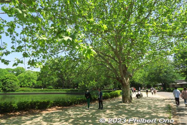 Lots of large trees for shade.
Keywords: tokyo tachikawa showa kinen park