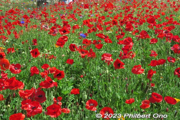 The field of red Shirley poppies at Showa Kinen Park. シャーレーポピー
Keywords: tokyo tachikawa Showa Kinen Park poppies