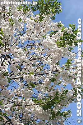 Ichiyo sakura cherry blossom trees line the street where the Oiran Dochu procession will proceed. 一葉桜
Keywords: tokyo taito-ku asakusa geisha oiran dochu sakura cherry blossom matsuri festival flower