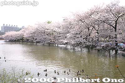 Cherry blossom tunnel in the middle of Shinobazu Pond.
Keywords: tokyo taito-ku ueno pond cherry blossom sakura