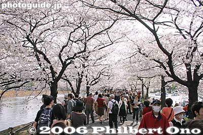 Cherry blossom tunnel
Keywords: tokyo taito-ku ueno pond cherry blossom sakura