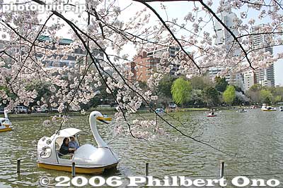 Swan boat with cherry blossoms.
Keywords: tokyo taito-ku ueno pond cherry blossom sakura