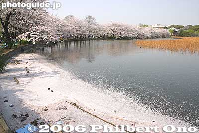 Petals
Keywords: tokyo taito-ku ueno pond cherry blossom sakura