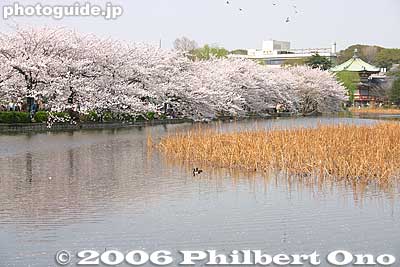 Cherry blossoms and Bentendo roof on Shinobazu Pond.
Keywords: tokyo taito-ku ueno pond cherry blossom sakura