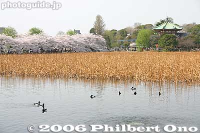 Shinobazu Pond
Keywords: tokyo taito-ku ueno pond cherry blossom sakura
