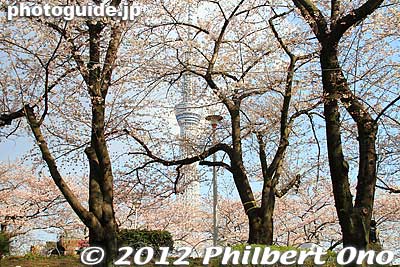Keywords: tokyo taito-ku asakusa sumida park river cherry blossoms sakura flowers