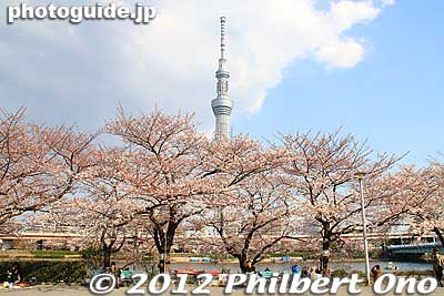 As seen from Sumida Park, Asakusa.
Keywords: tokyo taito-ku asakusa sumida park river cherry blossoms sakura flowers skytree