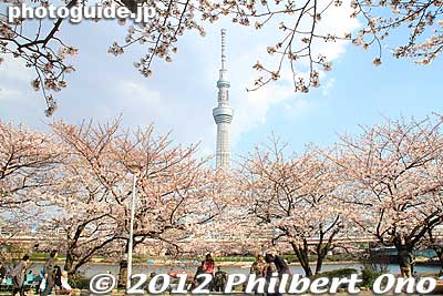 Keywords: tokyo taito-ku asakusa sumida park river cherry blossoms sakura flowers skytree