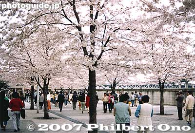 Keywords: tokyo taito-ku sumida koen park cherry blossoms sakura matsuri flowers