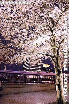 Keywords: tokyo taito-ku sumida koen park cherry blossoms sakura matsuri flowers night