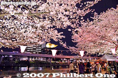Sumida Park's cherry blossoms at night.
Keywords: tokyo taito-ku sumida koen park cherry blossoms sakura matsuri flowers night