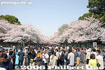 Trees in full bloom
Keywords: tokyo taito-ku ueno cherry blossom sakura