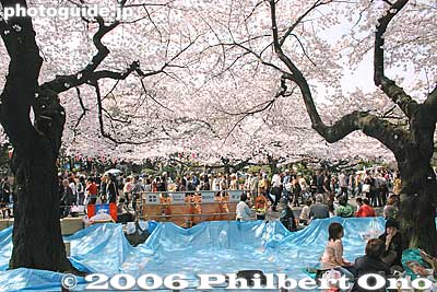 Reserved flower-viewing space for the evening.
People come early in the morning and stake out a prime picnicking space for their company or group to gather later in the day or in the evening.
Keywords: tokyo taito-ku ueno cherry blossom sakura