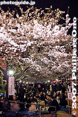 The trees are not well lit, but small paper lanterns make it viewable.
Keywords: tokyo taito-ku ueno park cherry blossom sakura night