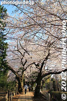 Yanaka Cemetery (Yanaka Reien in Japanese) is one of Tokyo's major cemeteries where fifteen Tokugawa shoguns (including Yoshinobu, the last shogun), some daimyos, and famous people are buried.
Keywords: tokyo taito-ku Yanaka Cemetery cherry blossoms sakura flowers