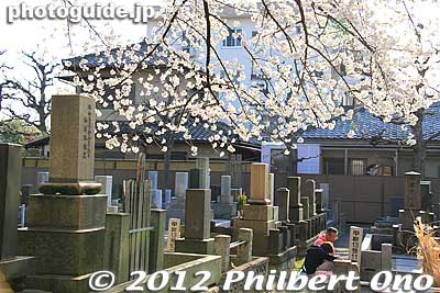 It is also famous for cherry blossoms along the main drag in the middle of the cemetery. Near JR Nippori Station.
Keywords: tokyo taito-ku Yanaka Cemetery cherry blossoms sakura flowers