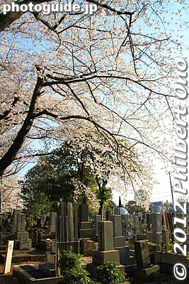 Other famous people buried at Yanaka Cemetery include Hisaya Morishige, Eiichi Shibusawa, Yokozuna Dewanoumi, and Taikan Yokoyama.
Keywords: tokyo taito-ku Yanaka Cemetery cherry blossoms sakura flowers