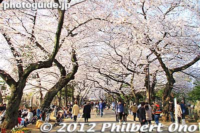 Yanaka Cemetery cherry blossoms, Tokyo.
Keywords: tokyo taito-ku Yanaka Cemetery cherry blossoms sakura flowers