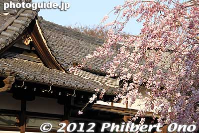 Keywords: tokyo taito-ku Yanaka Cemetery tennoji temple cherry blossom tree weeping
