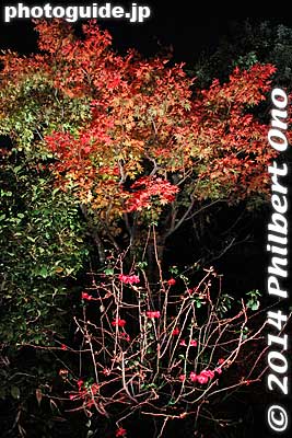 Christmassy maple leaves at Mejiro Teien.
Keywords: tokyo toshima-ku mejiro teien garden autumn fall foliage