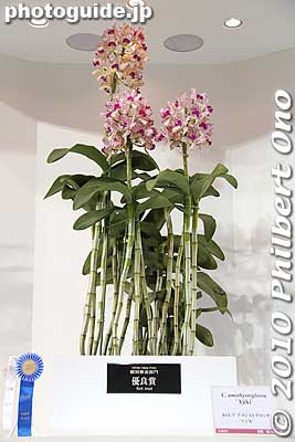 Besides the Grand Prix winner, there are many other awards, ribbons, and medals given to the best orchids.
Keywords: tokyo bunkyo-ku dome Japan Grand Prix International Orchids Festival show flowers 