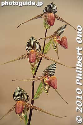 Never seen orchids like these.
Keywords: tokyo bunkyo-ku dome Japan Grand Prix International Orchids Festival show flowers 