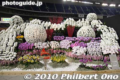 Orchids galore
Keywords: tokyo bunkyo-ku dome Japan Grand Prix International Orchids Festival show flowers 