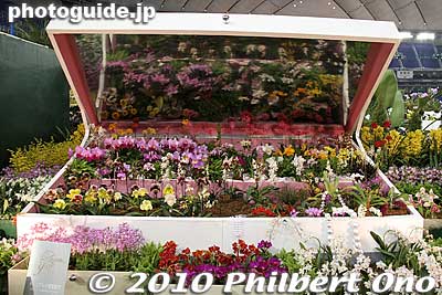 Treasure Box full of orchids...
Keywords: tokyo bunkyo-ku dome Japan Grand Prix International Orchids Festival show flowers 